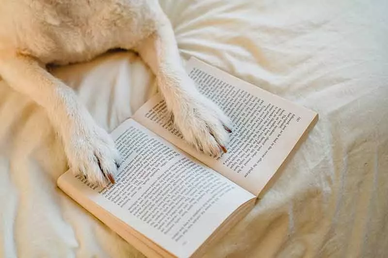 chien abime livre