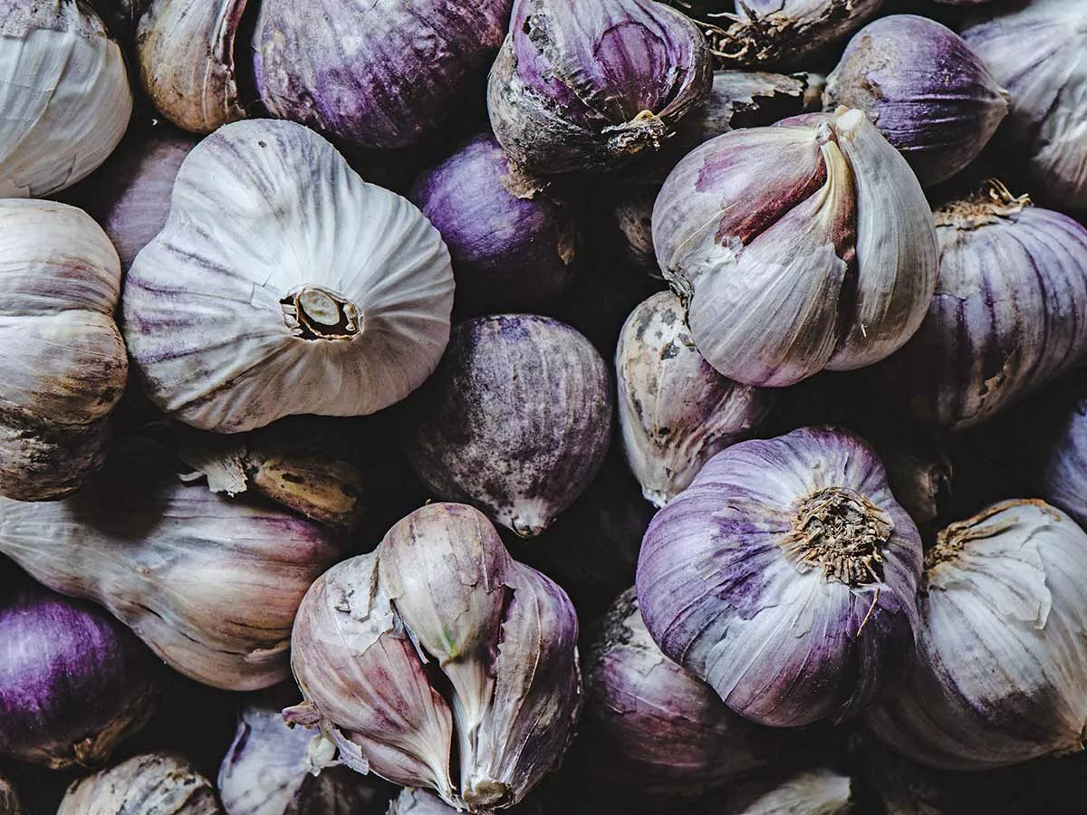 comment bien conserver l'ail