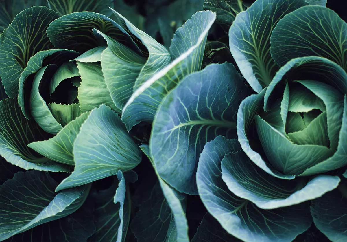 comment conserver chou