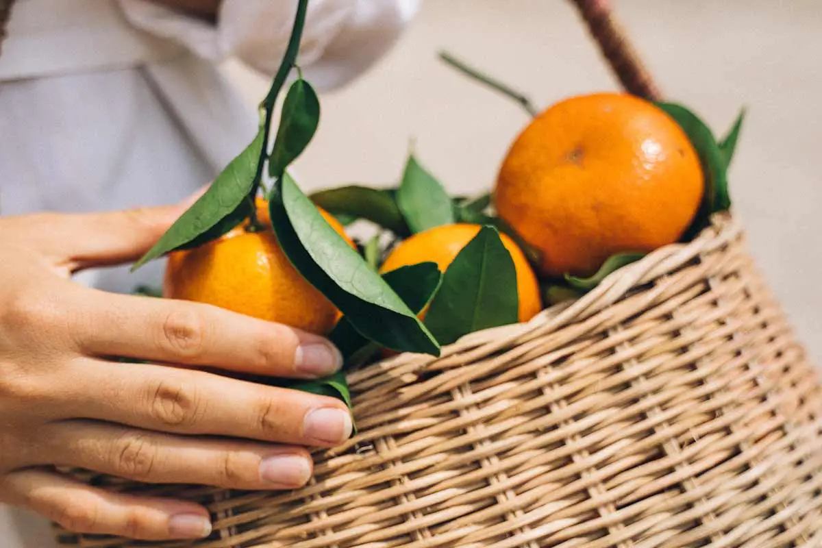 comment conserver les mandarines plus longtemps