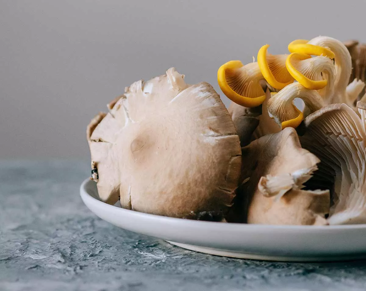 comment conserver pleurotes