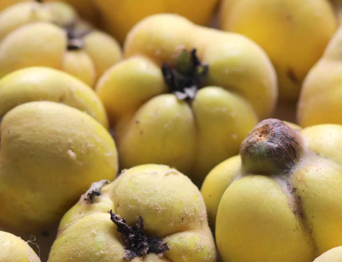 comment conserver les coings plus longtemps