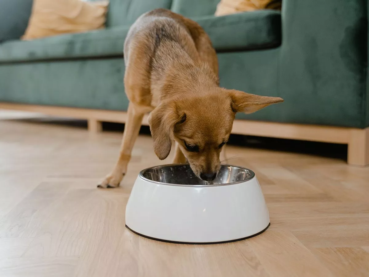 comment conserver aliments pour chiens et chats