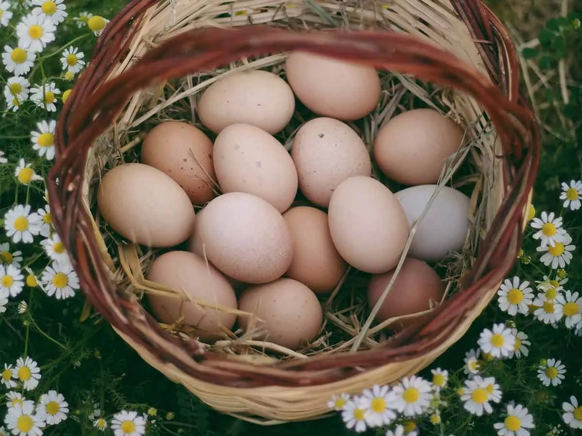 comment conserver les oeufs et pendant quelle durée