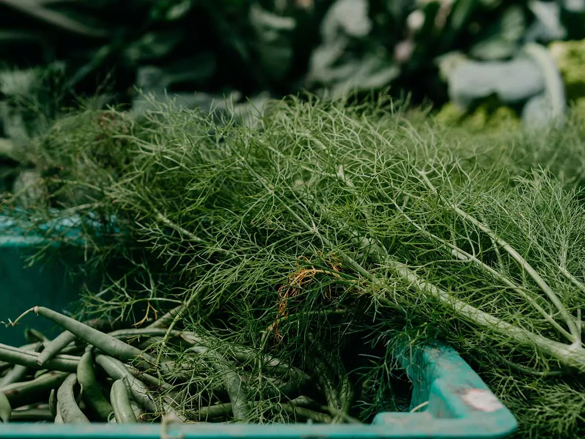 comment conserver l'aneth frais plus longtemps