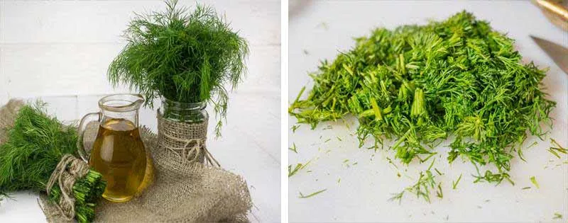 Caractéristiques de conservation de l'aneth frais