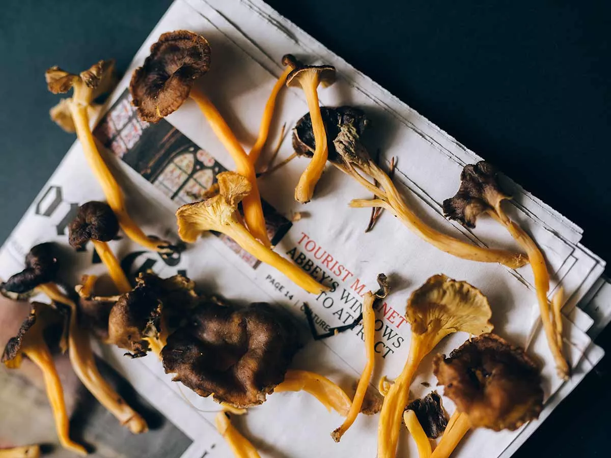 guide de conservation des champignons séchés