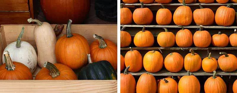 Conserver les citrouilles dans le garde-manger