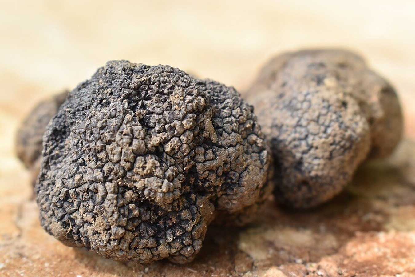 comment se conservent les truffes