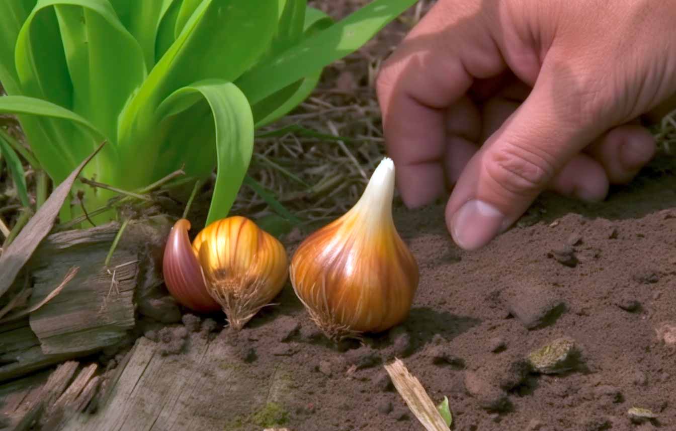 comment conserver bulbes tulipes