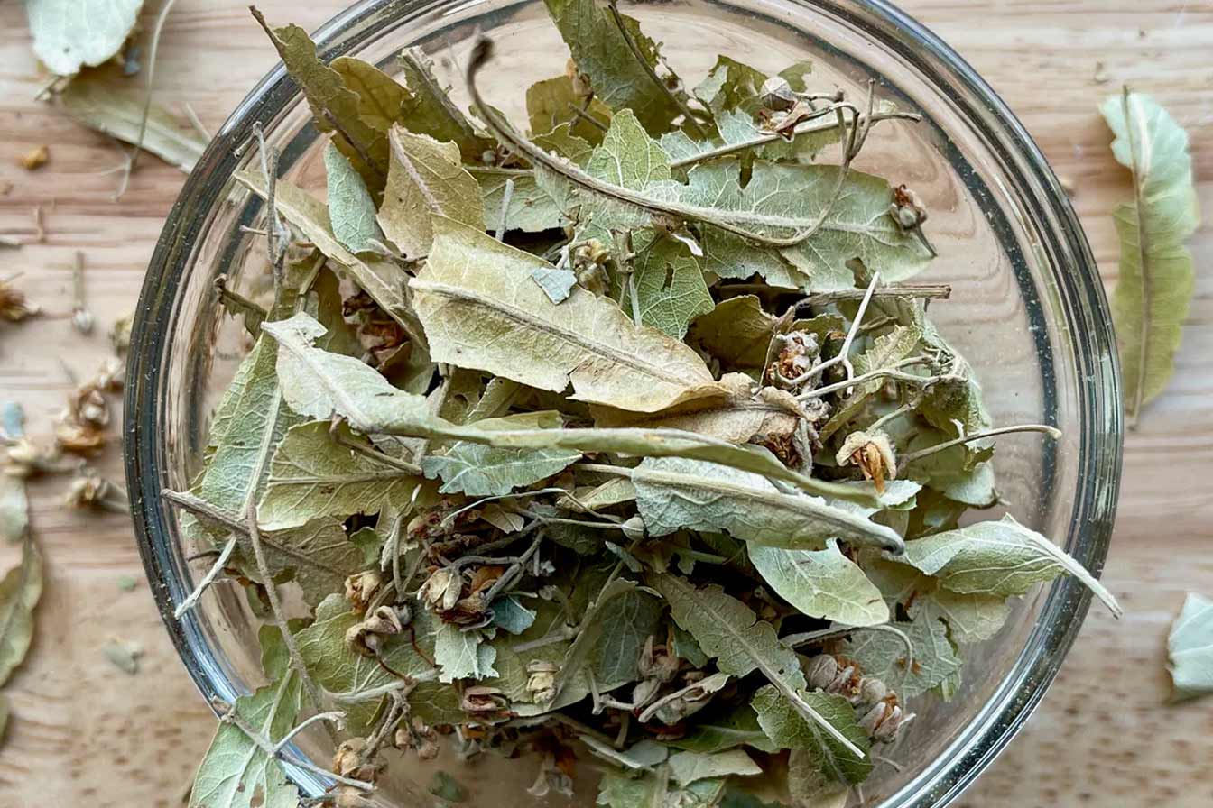 comment conserver des feuilles de tilleul sechées