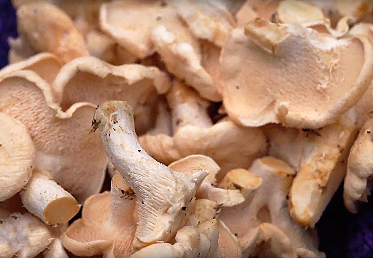 Comment Conserver Les Pieds De Mouton Champignon Conservation Pied de Mouton: Techniques & Astuces Essentielles